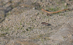 Lophyra flexuosa sardea