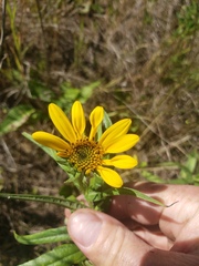 Helianthus nuttallii