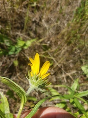 Helianthus nuttallii