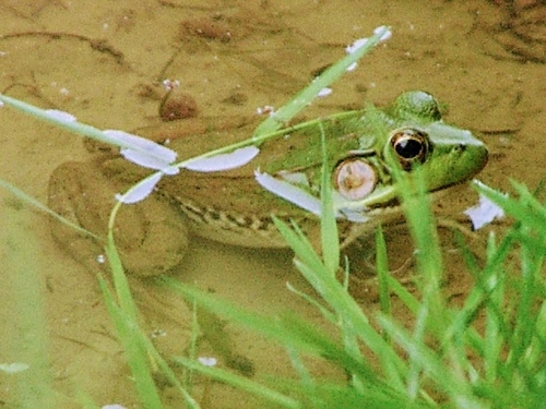 Green Frog photographed in Ohio