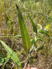 Helianthus nuttallii