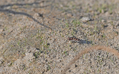 Lophyra flexuosa sardea