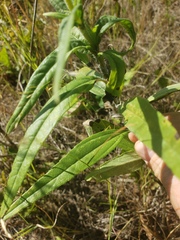 Helianthus nuttallii