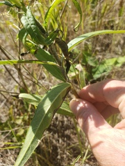 Helianthus nuttallii