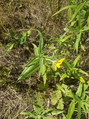 Helianthus nuttallii