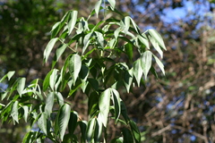 Atalaya natalensis