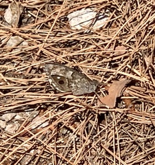 Hipparchia statilinus