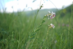 Diarthron altaica