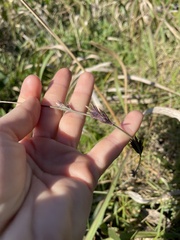 Eragrostis interrupta