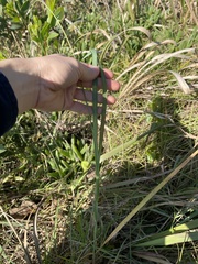 Eragrostis interrupta