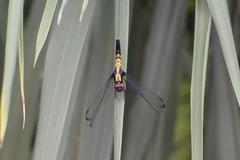 Orthetrum melania