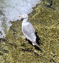 Larus michahellis