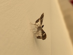 Lepidoptera