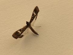 Lepidoptera