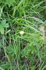 Primula veris macrocalyx