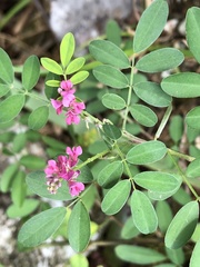 Indigofera pseudotinctoria