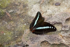 Sumalia daraxa