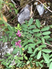 Indigofera pseudotinctoria