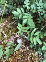 Indigofera pseudotinctoria