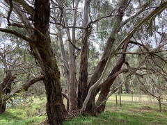 Eucalyptus viminalis viminalis
