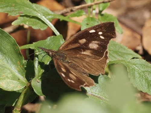 Libythea labdaca