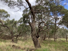 Eucalyptus viminalis viminalis
