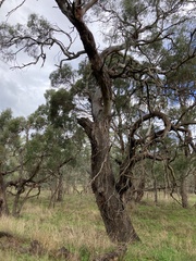 Eucalyptus viminalis viminalis