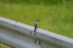 Motacilla alba