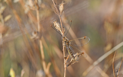 Deleproctophylla australis