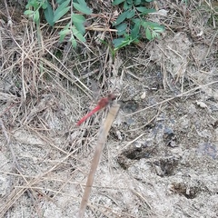 Sympetrum sanguineum