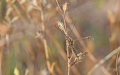 Deleproctophylla australis