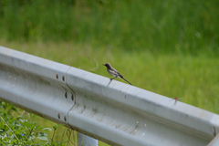 Motacilla alba