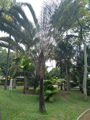 Dypsis decaryi
