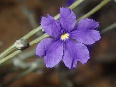 Dampiera oligophylla