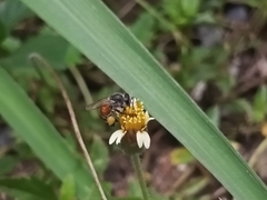 Apis florea