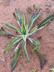 Plantago drummondii