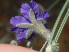 Dampiera oligophylla