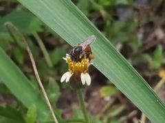Apis florea