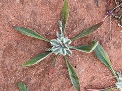 Plantago drummondii