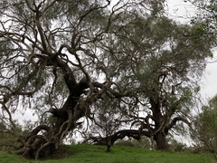 Eucalyptus viminalis cygnetensis