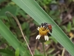 Apis florea