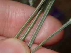 Dampiera oligophylla