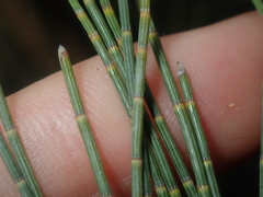 Allocasuarina campestris