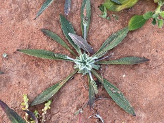 Plantago drummondii