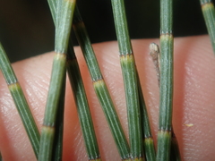 Allocasuarina campestris