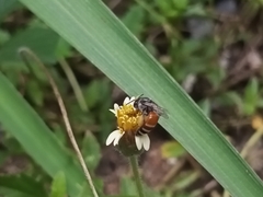 Apis florea
