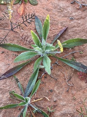 Plantago drummondii