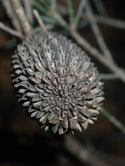 Allocasuarina campestris