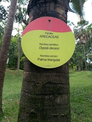 Dypsis decaryi