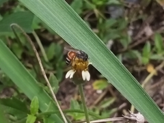 Apis florea
